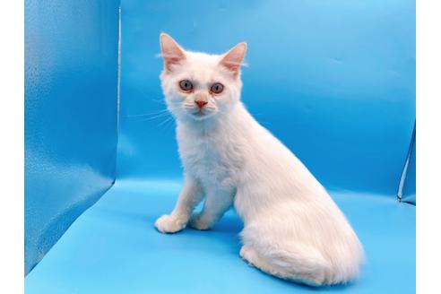 成約済の東京都のサイベリアン-27266の5枚目