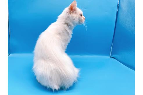 成約済の東京都のサイベリアン-27266の2枚目