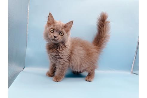 成約済の東京都のその他の猫種-31716の10枚目