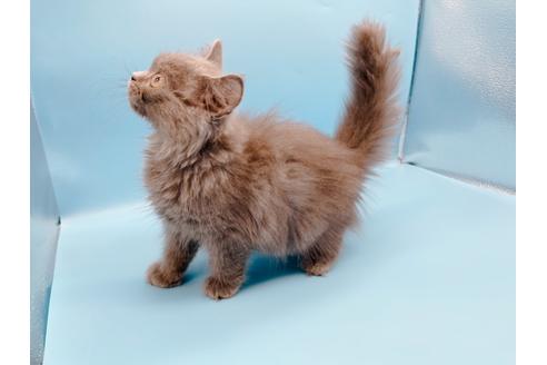 成約済の東京都のその他の猫種-31716の7枚目