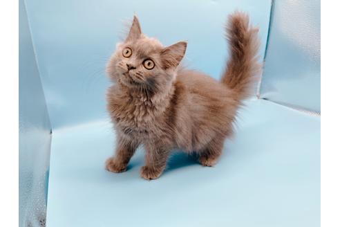 成約済の東京都のその他の猫種-31716の8枚目