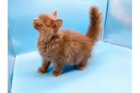 成約済の東京都のその他の猫種-31716の9枚目