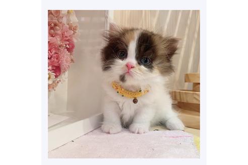 成約済の長野県のミヌエット-31743の1枚目