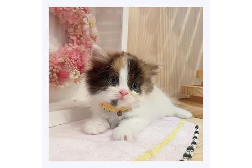 成約済の長野県のミヌエット-31743の5枚目