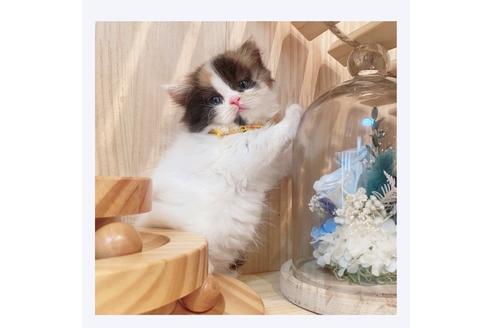 成約済の長野県のミヌエット-31743の4枚目