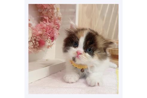 成約済の長野県のミヌエット-31743の3枚目