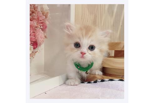 成約済の長野県のミヌエット-31744の10枚目