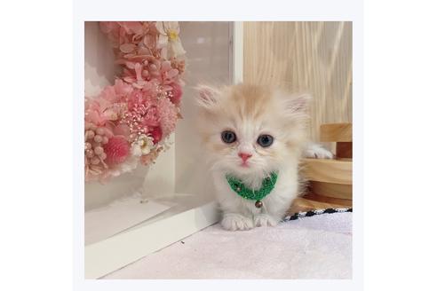 成約済の長野県のミヌエット-31744の9枚目