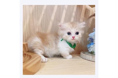 成約済の長野県のミヌエット-31744の8枚目