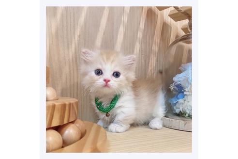 成約済の長野県のミヌエット-31744の6枚目