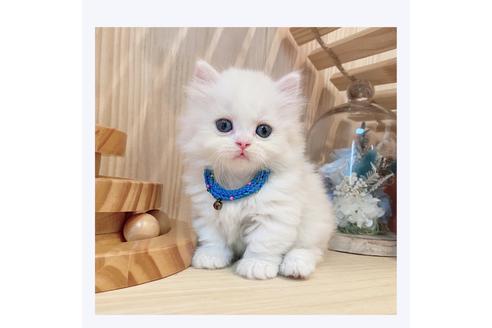 成約済の長野県のミヌエット-31746の1枚目