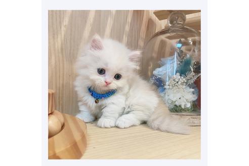 成約済の長野県のミヌエット-31746の5枚目