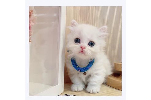 成約済の長野県のミヌエット-31746の4枚目