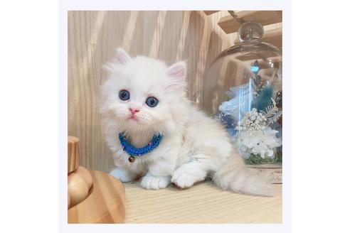 成約済の長野県のミヌエット-31746の3枚目