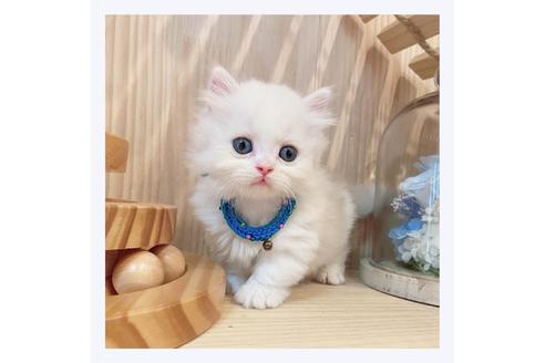 成約済の長野県のミヌエット-31746の2枚目