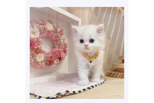 成約済の長野県のミヌエット-31748の1枚目