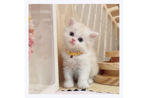 成約済の長野県のミヌエット-31748の5枚目