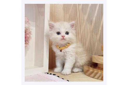 成約済の長野県のミヌエット-31748の4枚目