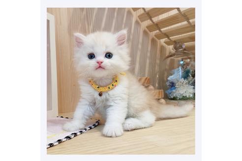 成約済の長野県のミヌエット-31748の3枚目