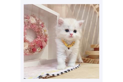 成約済の長野県のミヌエット-31748の2枚目