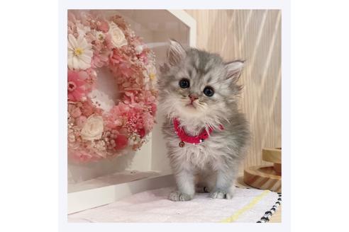 成約済の長野県のミヌエット-31749の1枚目