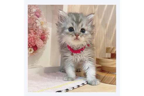 成約済の長野県のミヌエット-31749の5枚目