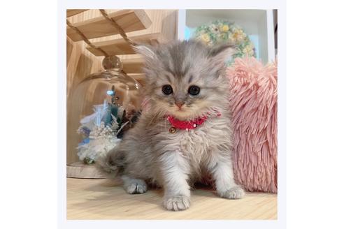 成約済の長野県のミヌエット-31749の4枚目