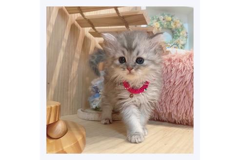 成約済の長野県のミヌエット-31749の3枚目