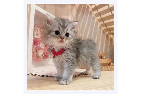 成約済の長野県のミヌエット-31749の2枚目