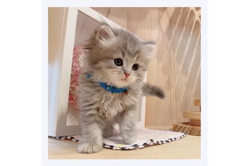 成約済の長野県のミヌエット-31752の1枚目