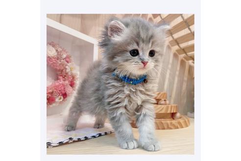 成約済の長野県のミヌエット-31752の5枚目