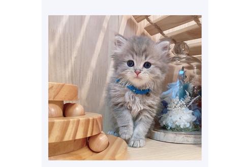 成約済の長野県のミヌエット-31752の4枚目