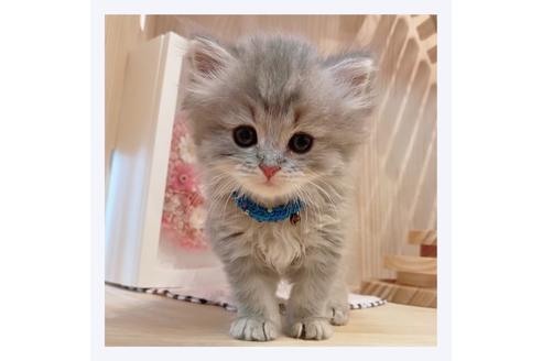 成約済の長野県のミヌエット-31752の3枚目