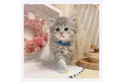 成約済の長野県のミヌエット-31752の2枚目