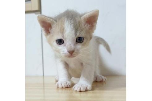 女の子のその他の猫種の子猫を探す 10ページ目 子猫ブリーダーナビ