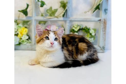 成約済の大阪府のサイベリアン-30617の7枚目