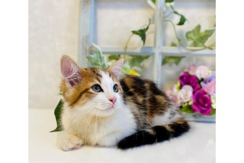 成約済の大阪府のサイベリアン-30617の3枚目