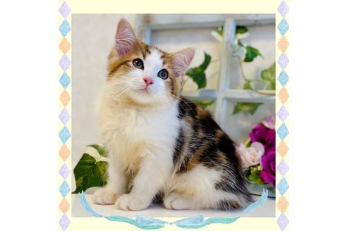 成約済の大阪府のサイベリアン-30617