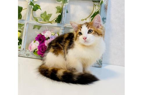 成約済の大阪府のサイベリアン-30617の6枚目