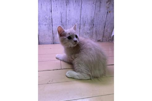 販売中の愛知県のマンチカン-31884の2枚目