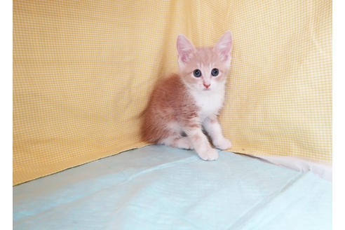 成約済の東京都のマンチカン-31905の7枚目