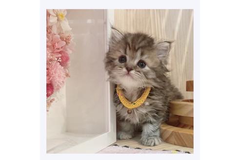 成約済の長野県のミヌエット-32201の2枚目