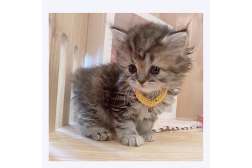 成約済の長野県のミヌエット-32201の5枚目