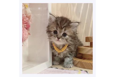 成約済の長野県のミヌエット-32201の1枚目