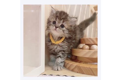 成約済の長野県のミヌエット-32201の4枚目