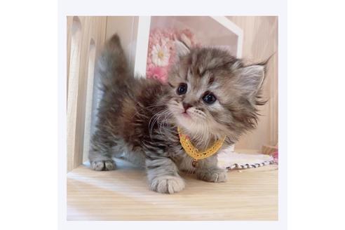 成約済の長野県のミヌエット-32201の3枚目