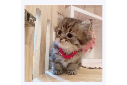 成約済の長野県のミヌエット-32210の5枚目