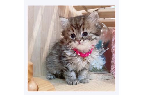 成約済の長野県のミヌエット-32210の2枚目