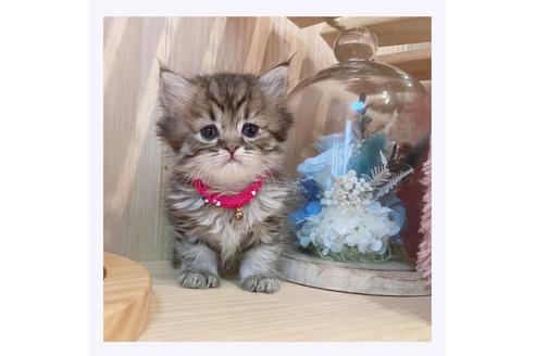 成約済の長野県のミヌエット-32210の3枚目