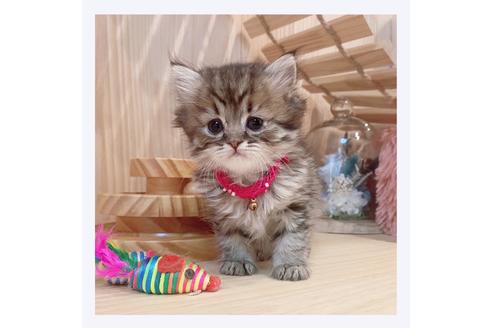 成約済の長野県のミヌエット-32210の1枚目